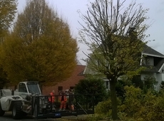 snoeien bomen laarsveld