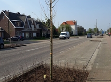 Aanplanting bomen 