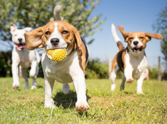 hond speelweide - beeldband